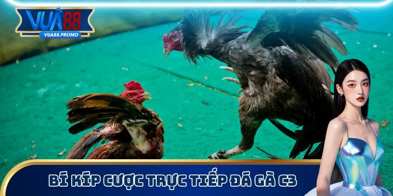 Xem Trực Tiếp Đá Gà C3 Trên Vua88 Không Chặn, Chất Lượng Cao 3 Bí kíp đặt là trúng có thể bạn chưa từng nghe qua