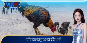 Cách Chọn Chiến Kê