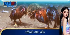 đá gà cựa sắt