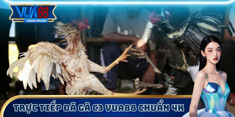 Xem Trực Tiếp Đá Gà C3 Trên Vua88 Không Chặn, Chất Lượng Cao 1 Trực tiếp đá gà C3 trên Vua88 có chất lượng 4K
